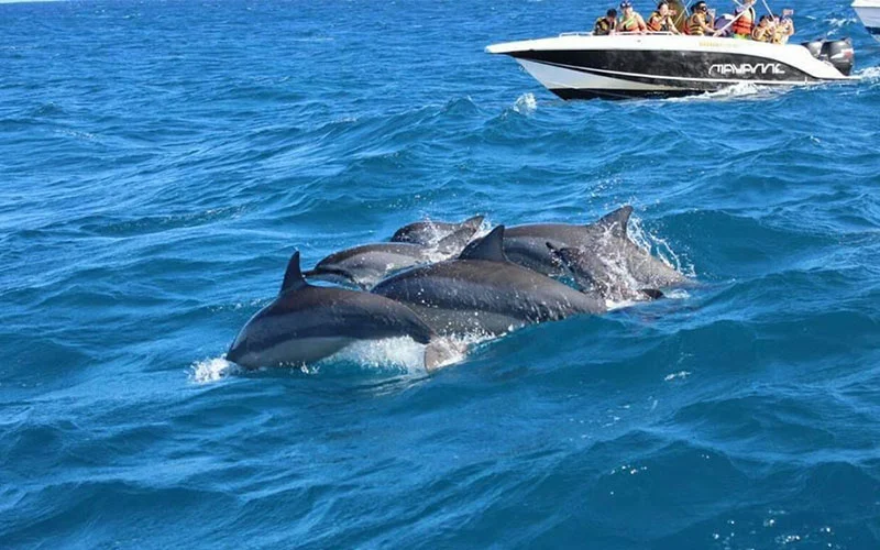 activity-dolphin-encounter1