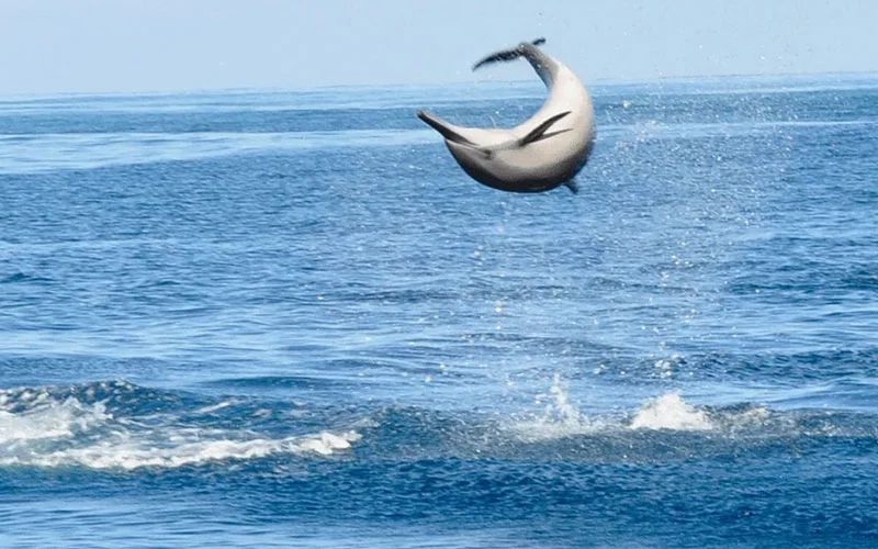 activity-dolphin-encounter2