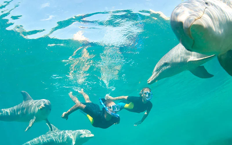 activity-dolphin-encounter3